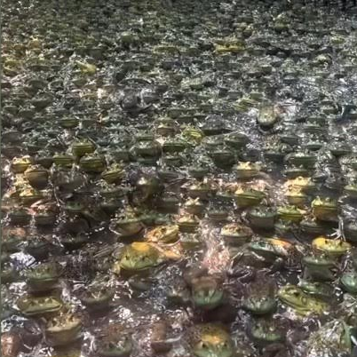 Thousands of frogs in a man's backyard